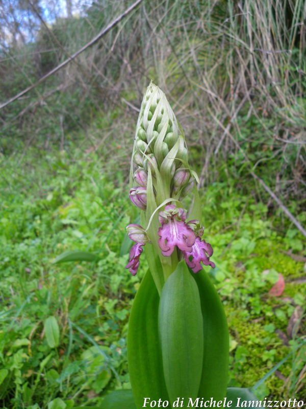 Barlia robertiana in Montagna della Ganzaria (CT)